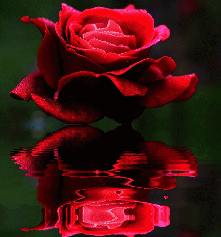 Dê Vida às Suas Mensagens com GIFs de Rosas