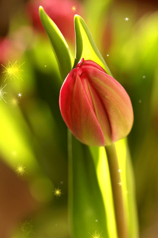 Flores Animadas GIF: Delicadeza Digital